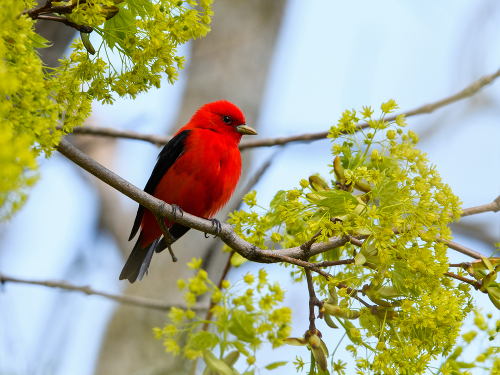 Birds of North Mountains A Birdwatchers Guide Blue Sky Cabin Rentals